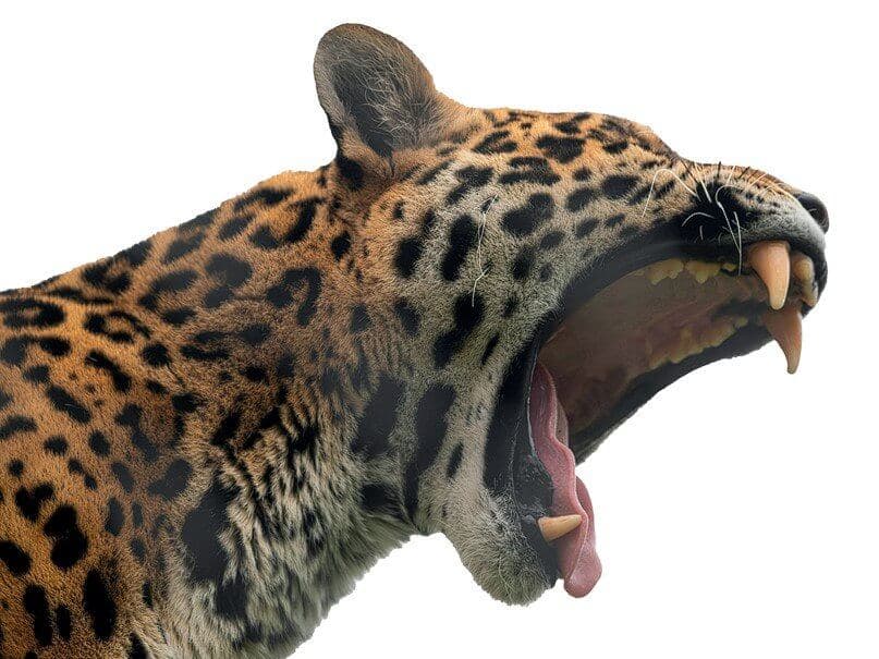 Thomas Josse HERITAGE Magazine